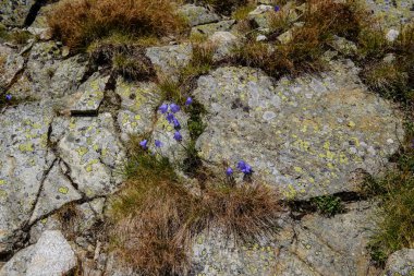 kayalık dağ Slovakça Tatra Batı Karpat mavi gökyüzü ve geç çim ile sonbaharda tepelerde yürüyüş parkurları ile en fazla. Parlak gün ışığı, maceralar için uzak ufuk boş kayalarda.
