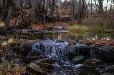 şelale nehir akışı ormanda çıplak ağaçlar ile geç sonbaharda ve gri renklerde doğada kayaların üzerinde