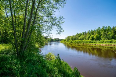 sakin Nehri ile parlak yeşil yeşillik suda ağaçlarda Cesis, Letonya yakınındaki ormanda yansımalar yaz aylarında. Nehir Gauja kumtaşı kayalıklarla ile akşam güneşte