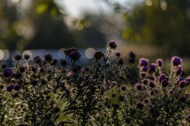 sonbaharda mor çiçekler sabah ışık kırsalında arka plan bulanıklık