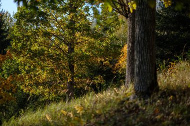 renkli ağaç yemyeşil desen ormanda şube ve güneş ışığı ile kırsal erken sonbahar doğada yaprak
