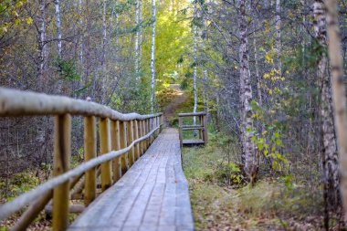 Ahşap tahta köprü ormandaki su üzerinde Güz gri renkler ile