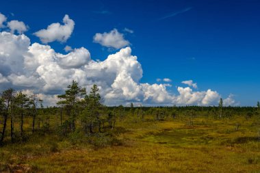 su havuzları ve küçük çam ağaçları ile mavi gökyüzü ve bulutlar bazı parlak günde, boş bataklık yatay