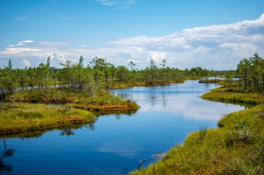 su havuzları ve küçük çam ağaçları ile mavi gökyüzü ve bulutlar bazı parlak günde, boş bataklık yatay