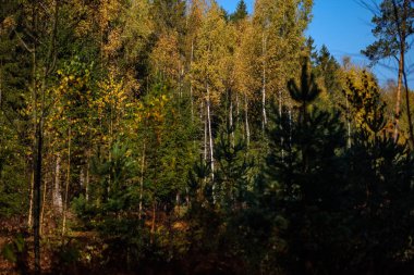 renkli ağaç yemyeşil desen ormanda şube ve güneş ışığı ile kırsal erken sonbahar doğada yaprak