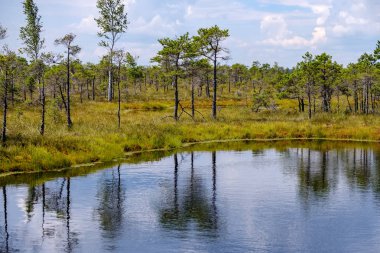 su havuzları ve küçük çam ağaçları ile mavi gökyüzü ve bulutlar bazı parlak günde, boş bataklık yatay