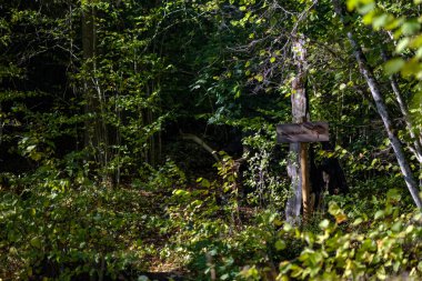 renkli ağaç yemyeşil desen ormanda şube ve güneş ışığı ile kırsal erken sonbahar doğada yaprak