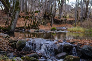 şelale nehir akışı ormanda çıplak ağaçlar ile geç sonbaharda ve gri renklerde doğada kayaların üzerinde