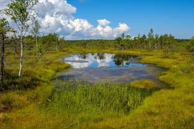 su havuzları ve küçük çam ağaçları ile mavi gökyüzü ve bulutlar bazı parlak günde, boş bataklık yatay