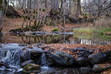 şelale nehir akışı ormanda çıplak ağaçlar ile geç sonbaharda ve gri renklerde doğada kayaların üzerinde