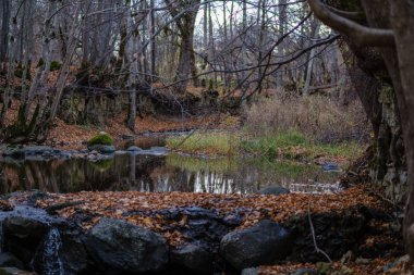 şelale nehir akışı ormanda çıplak ağaçlar ile geç sonbaharda ve gri renklerde doğada kayaların üzerinde