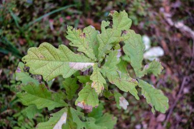 renkli ağaç yemyeşil desen ormanda şube ve güneş ışığı ile kırsal erken sonbahar doğada yaprak