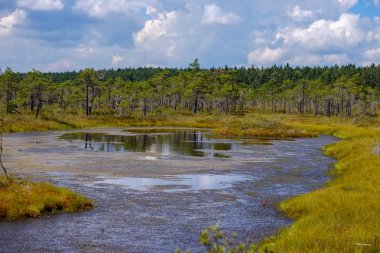 su havuzları ve küçük çam ağaçları ile mavi gökyüzü ve bulutlar bazı parlak günde, boş bataklık yatay