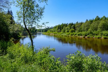 sakin Nehri ile parlak yeşil yeşillik suda ağaçlarda Cesis, Letonya yakınındaki ormanda yansımalar yaz aylarında. Nehir Gauja kumtaşı kayalıklarla ile akşam güneşte