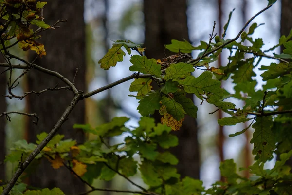 Feuilles Arbre Colorées Motif Luxuriant Dans Forêt Avec Des Branches — Photo