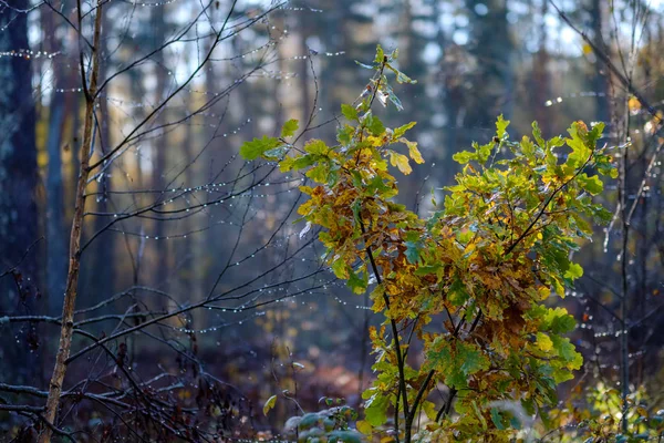 Цветные Листья Деревьев Пышный Узор Лесу Ветвями Солнечный Свет Начале — стоковое фото
