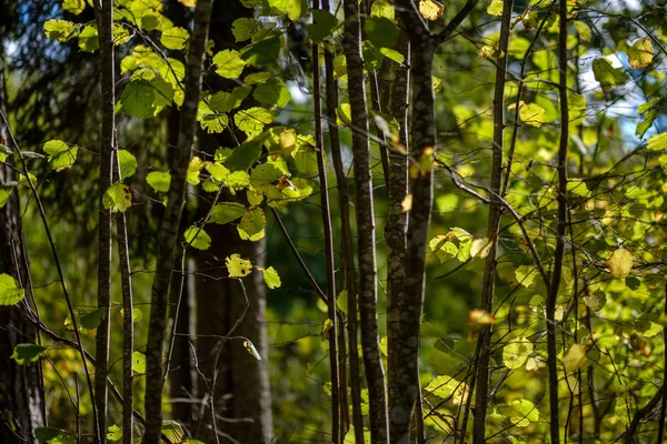 Colored Tree Leaves Lush Pattern Forest Branches Sunlight Early Autumn — Stock Photo, Image