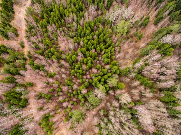 Drone Görüntü Alanları Ormanları Bulutlu Bahar Günü Nehir Yansımalar Kırsal — Stok fotoğraf