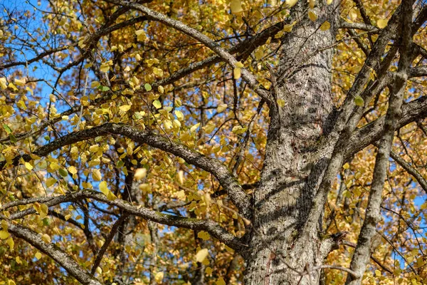 Árvore Colorida Deixa Padrão Exuberante Floresta Com Ramos Luz Solar — Fotografia de Stock