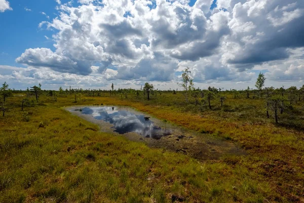 Пустой Болотный Пейзаж Водными Прудами Маленькими Соснами Яркий День Голубым — стоковое фото