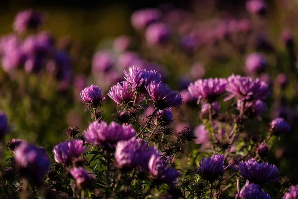 Fiori Viola Autunno Sfondo Sfocato Campagna Luce Del Mattino — Foto Stock