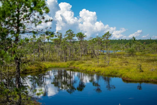 Пустой Болотный Пейзаж Водными Прудами Маленькими Соснами Яркий День Голубым — стоковое фото