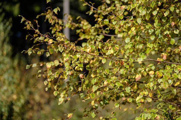 白樺緑豊かな木の幹と葉の異なる色でカラフルな秋の森 — ストック写真