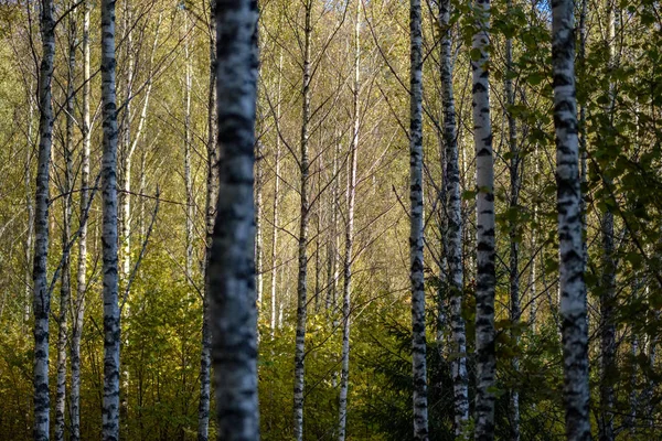 Березове Дерево Пишне Барвистому Осінньому Лісі Стовбурами Дерев Листям Різних — стокове фото