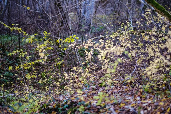 在初秋的自然在农村的森林中 有五颜六色的树叶郁郁葱葱的图案 — 图库照片