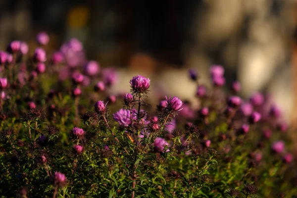 Fiori Viola Autunno Sfondo Sfocato Campagna Luce Del Mattino — Foto Stock