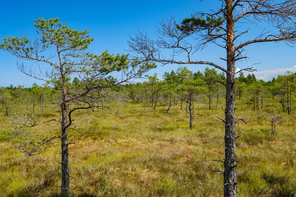 Paysage Marécageux Vide Avec Des Étangs Eau Petits Pins Par — Photo