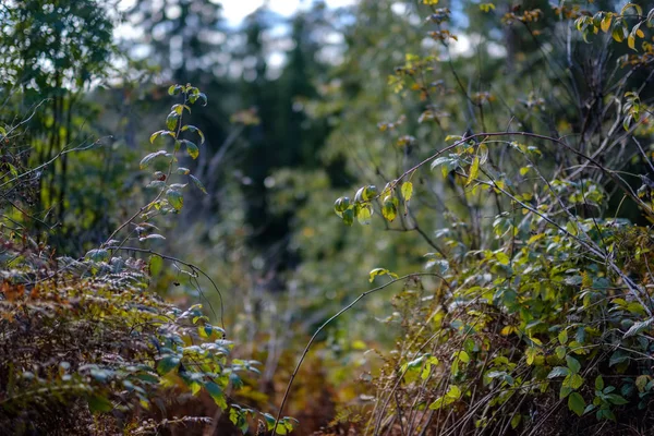 Albero Colorato Foglie Modello Lussureggiante Nella Foresta Con Rami Luce — Foto Stock