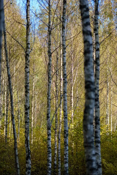 Árbol Abedul Exuberante Colorido Bosque Otoñal Con Troncos Árboles Hojas — Foto de Stock