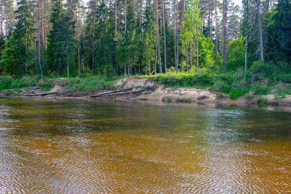 Спокойная Река Отражениями Деревьев Воде Ярко Зеленой Листве Летом Лесу — стоковое фото