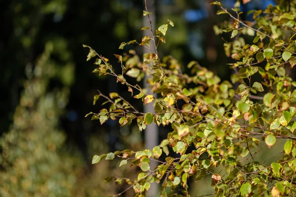 Birke Üppig Buntem Herbstwald Mit Baumstämmen Und Blättern Verschiedenen Farben — Stockfoto