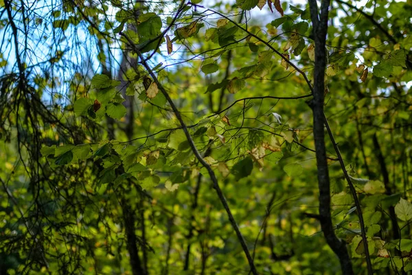 Bétula Exuberante Floresta Outono Colorido Com Troncos Árvores Folhas Cores — Fotografia de Stock