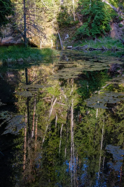 Kalme Rivier Met Reflecties Van Bomen Het Water Helder Groen — Stockfoto