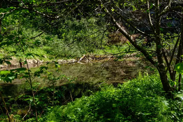 Rio Calmo Com Reflexos Árvores Água Folhagem Verde Brilhante Verão — Fotografia de Stock