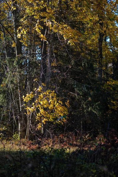 Кольорове Дерево Листя Пишний Візерунок Лісі Гілками Сонячним Світлом Початку — стокове фото