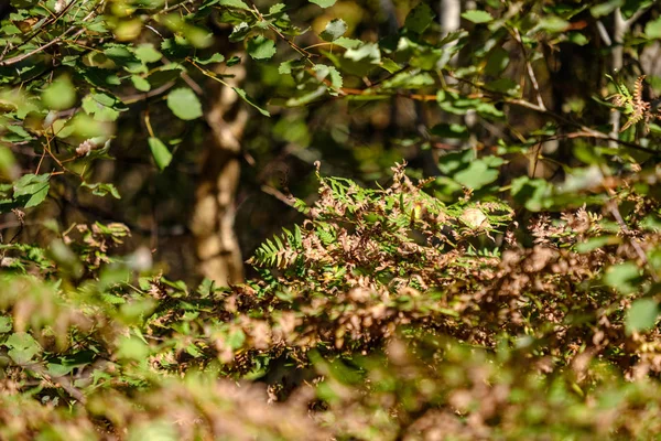 Albero Colorato Foglie Modello Lussureggiante Nella Foresta Con Rami Luce — Foto Stock