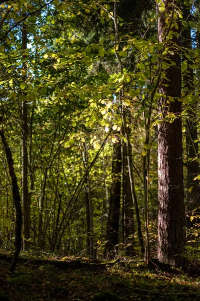 Albero Colorato Foglie Modello Lussureggiante Nella Foresta Con Rami Luce — Foto Stock