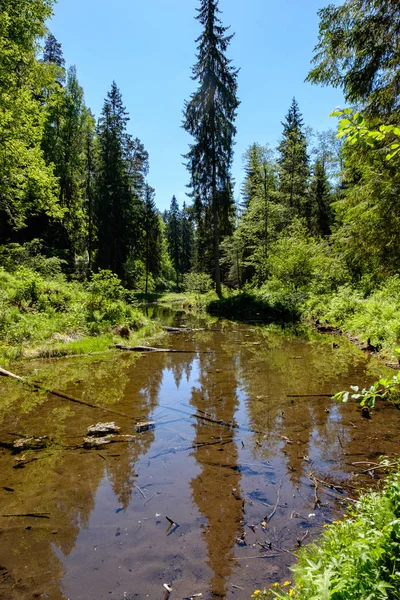 Ruhiger Fluss Mit Reflexionen Von Bäumen Wasser Leuchtend Grünem Laub — Stockfoto