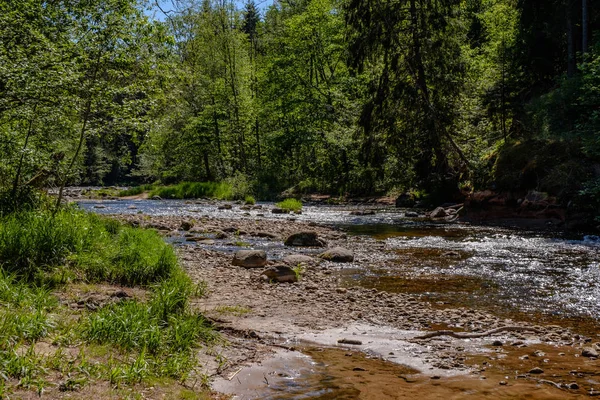 Lugn Flod Med Reflektioner Träd Vatten Ljusa Gröna Blad Sommaren — Stockfoto