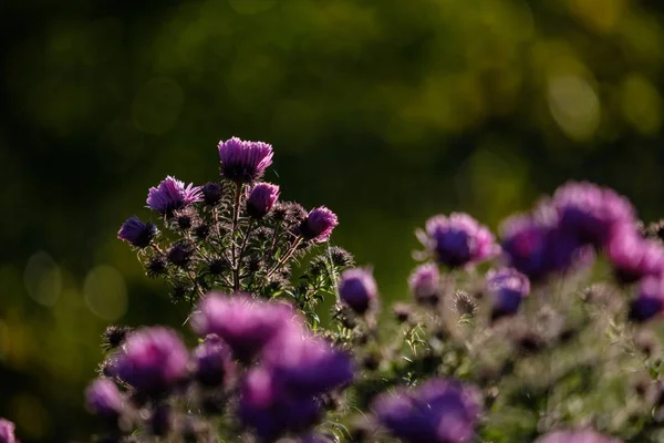 Fiori Viola Autunno Sfondo Sfocato Campagna Luce Del Mattino — Foto Stock