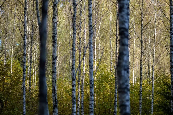 Betulla Rigogliosa Nella Colorata Foresta Autunnale Con Tronchi Albero Foglie — Foto Stock