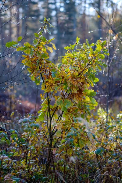 Albero Colorato Foglie Modello Lussureggiante Nella Foresta Con Rami Luce — Foto Stock