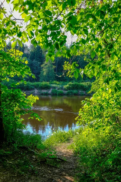 Rio Calmo Com Reflexos Árvores Água Folhagem Verde Brilhante Verão — Fotografia de Stock