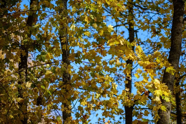 Árvore Colorida Deixa Padrão Exuberante Floresta Com Ramos Luz Solar — Fotografia de Stock