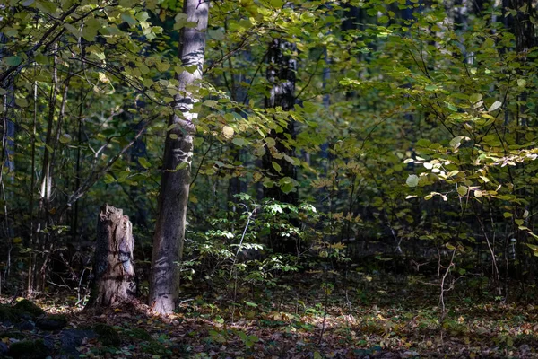 Betulla Rigogliosa Nella Colorata Foresta Autunnale Con Tronchi Albero Foglie — Foto Stock