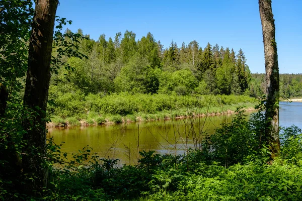 Ruhiger Fluss Mit Reflexionen Von Bäumen Wasser Leuchtend Grünem Laub — Stockfoto